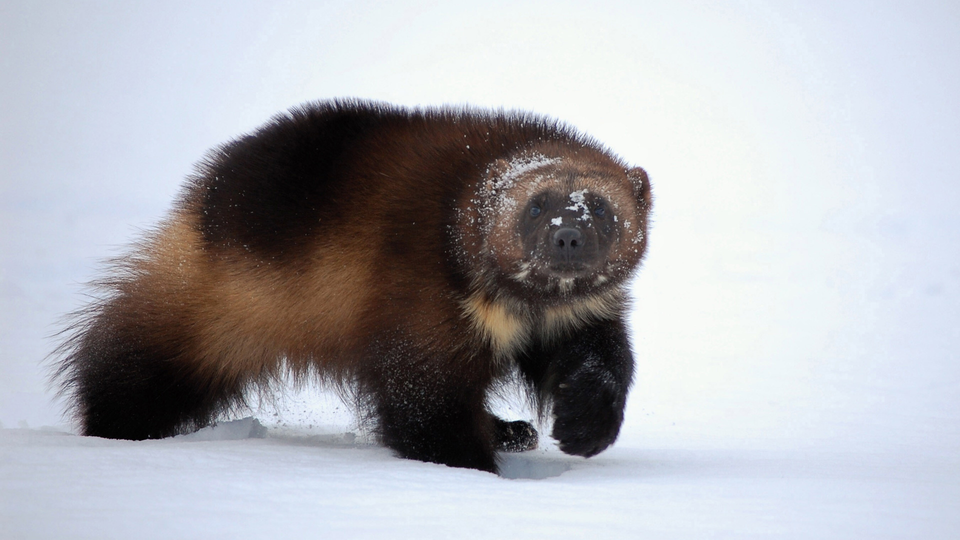 Alaska Phantom