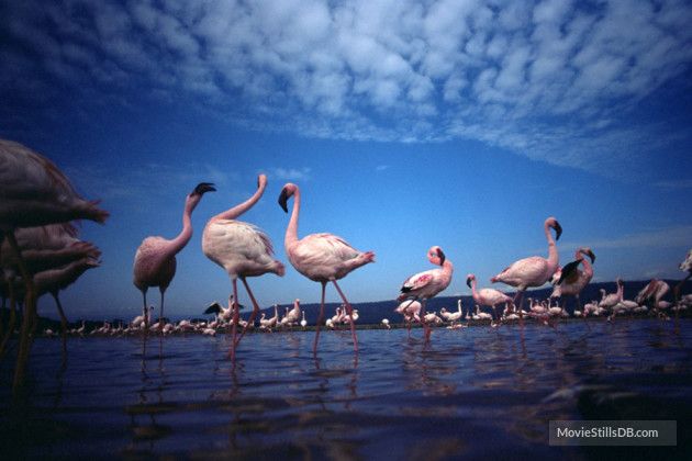 Apocalypse Flamingos