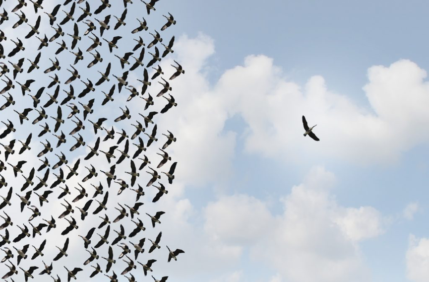 Bird Independence