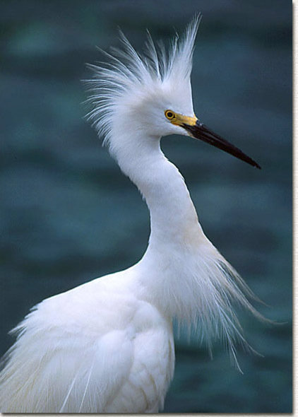 Birds Perdition