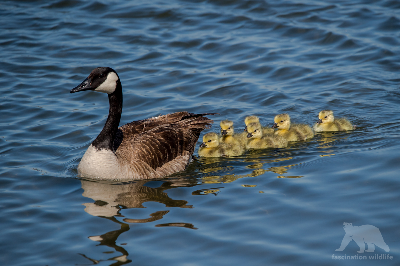 California Birds