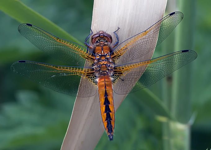Casper Dragonfly