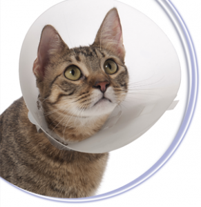Cat Coneheads