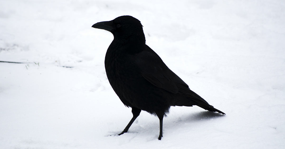 Crow Grease