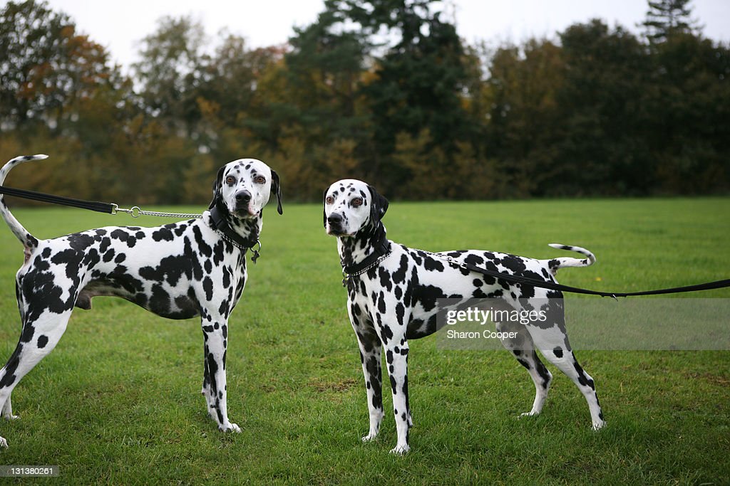 Dalmations Sweden