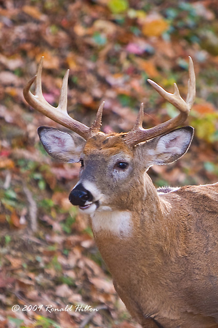 Deer Virginian
