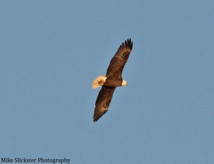 Eagles Panky