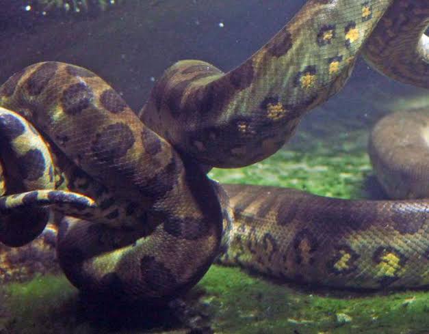 Finding Anaconda