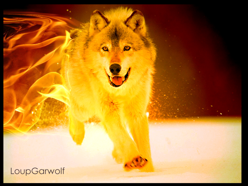Fire Wolves