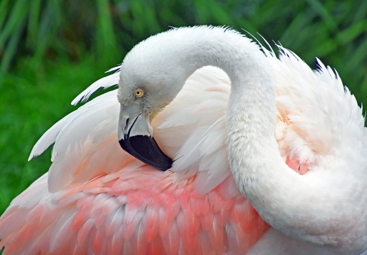 Flamingos Connecticut