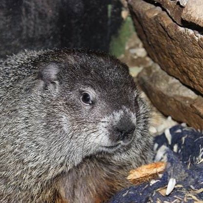 Groundhog Uncut