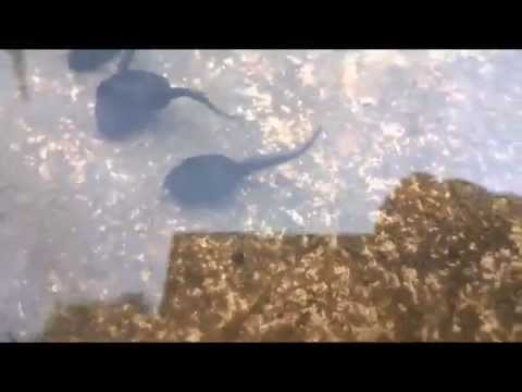 Holy Tadpole