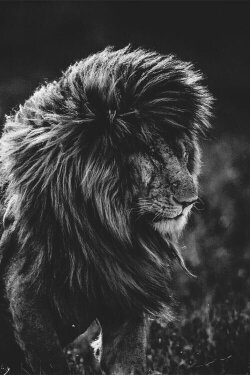 Lion Uncut