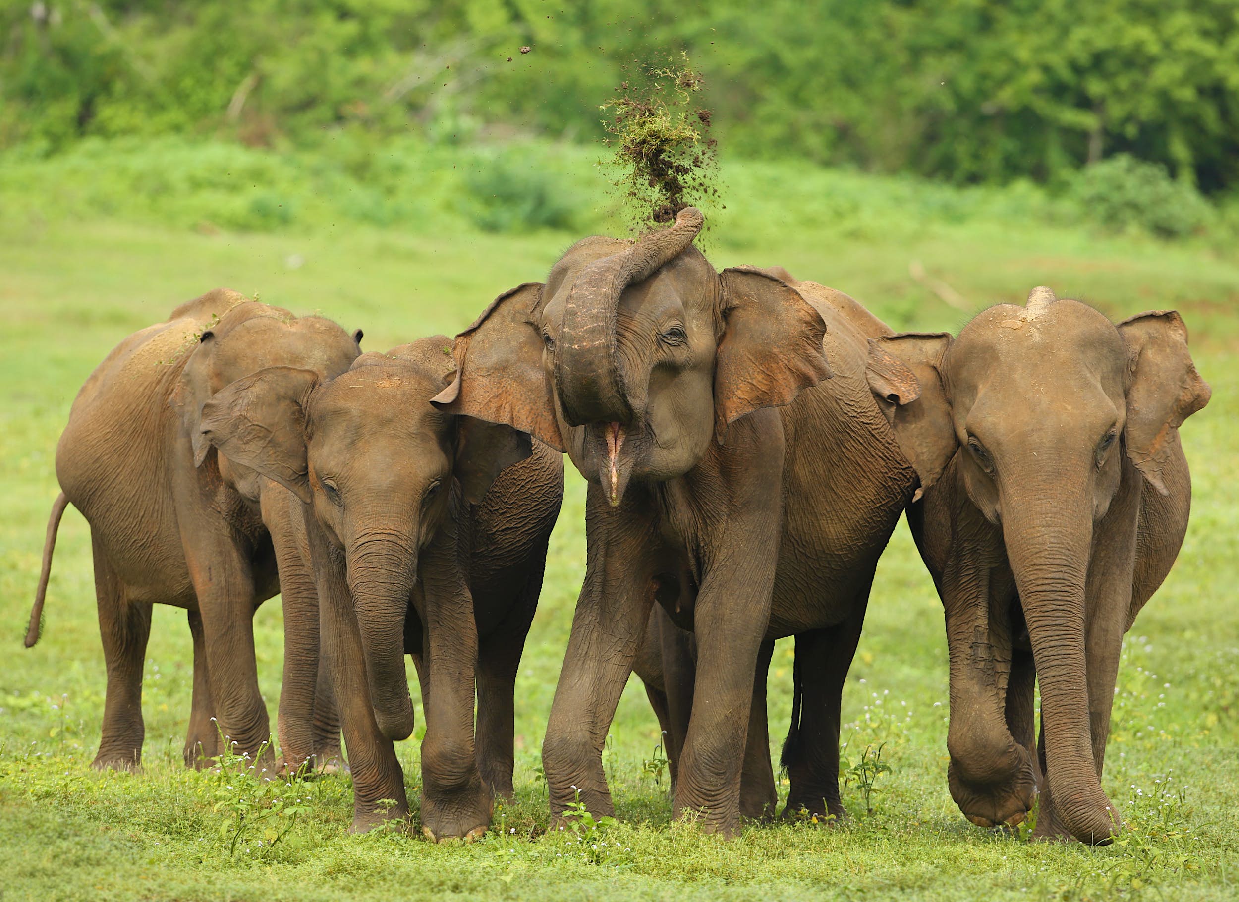 Lonely Elephant