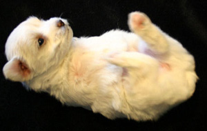 Maltese Hope