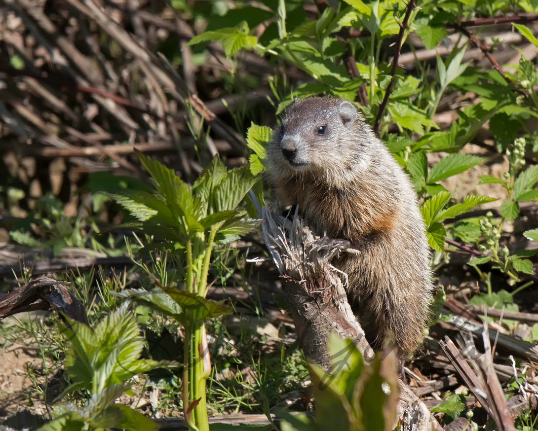Midsummer Groundhog