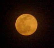 Moon Bunch