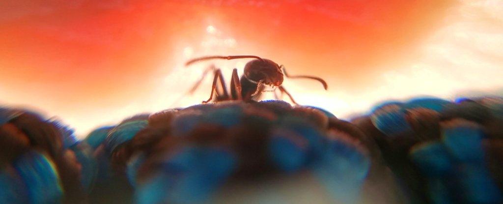 Mosquito Armageddon