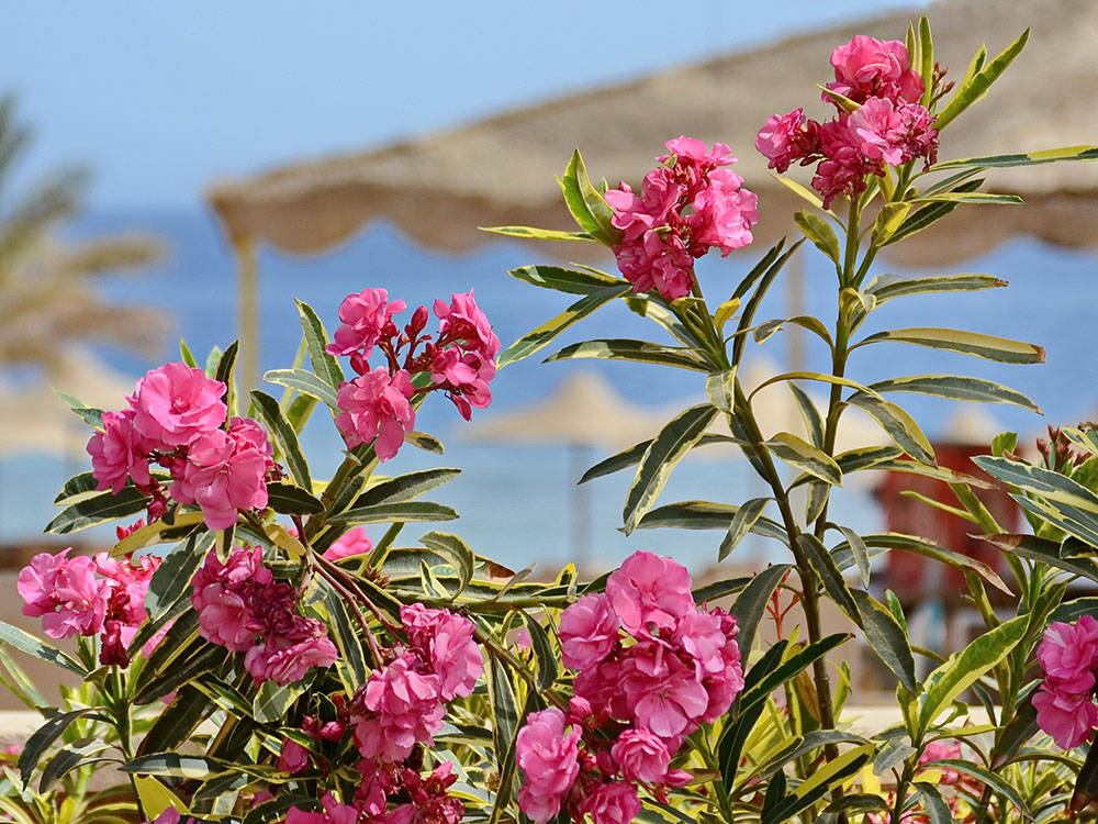 Mother Oleander