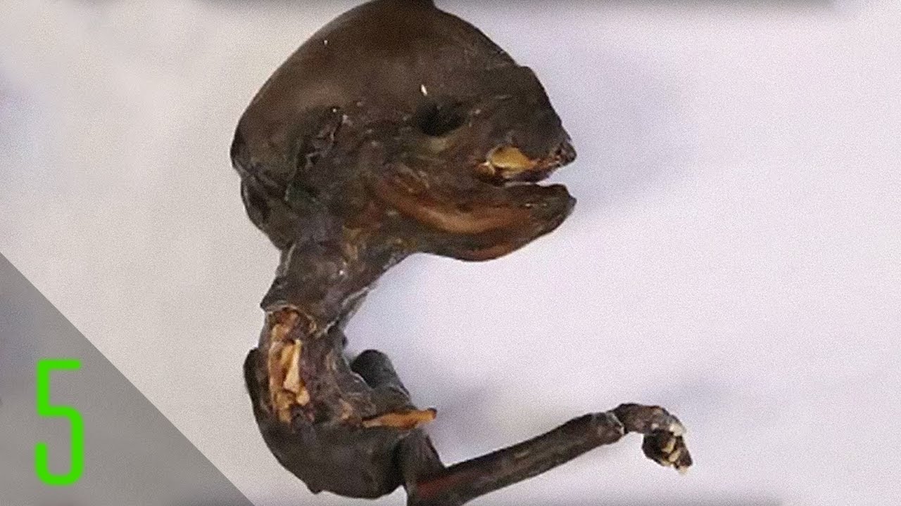 Mummy Creatures