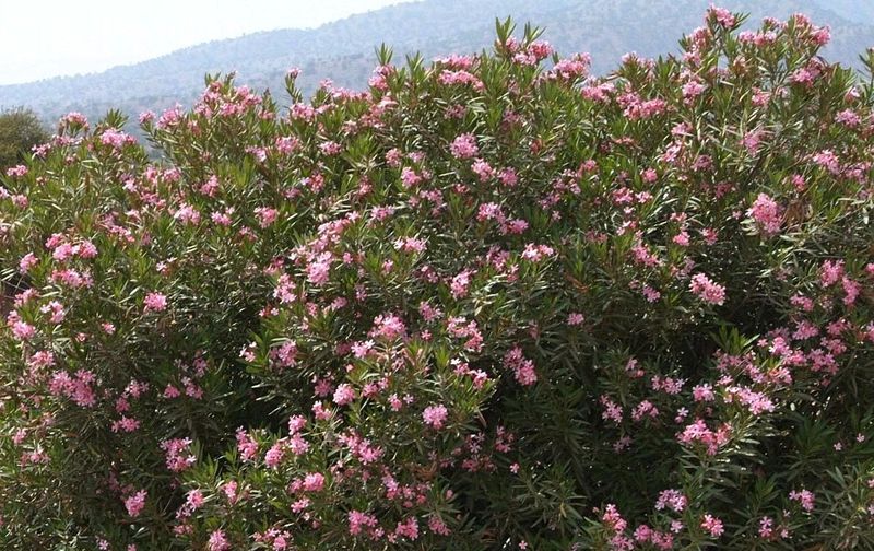 Oleander Clue
