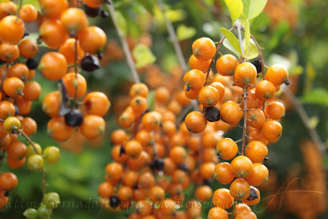 Orange Grapes