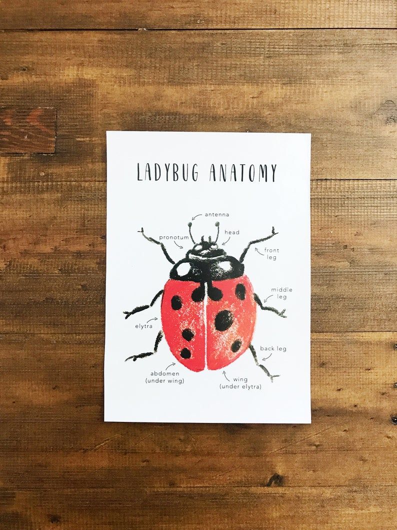 Personal Ladybugs