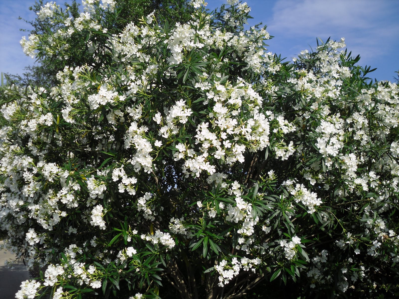 Pluto Oleander