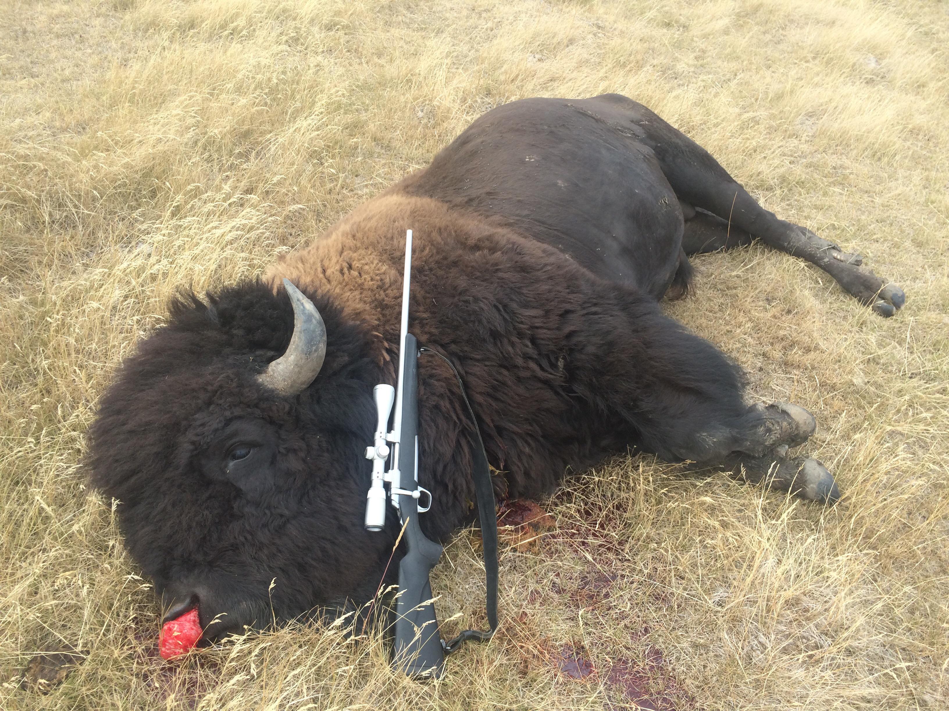 Quills Bull