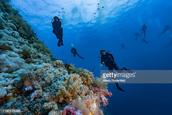 Reef Salute