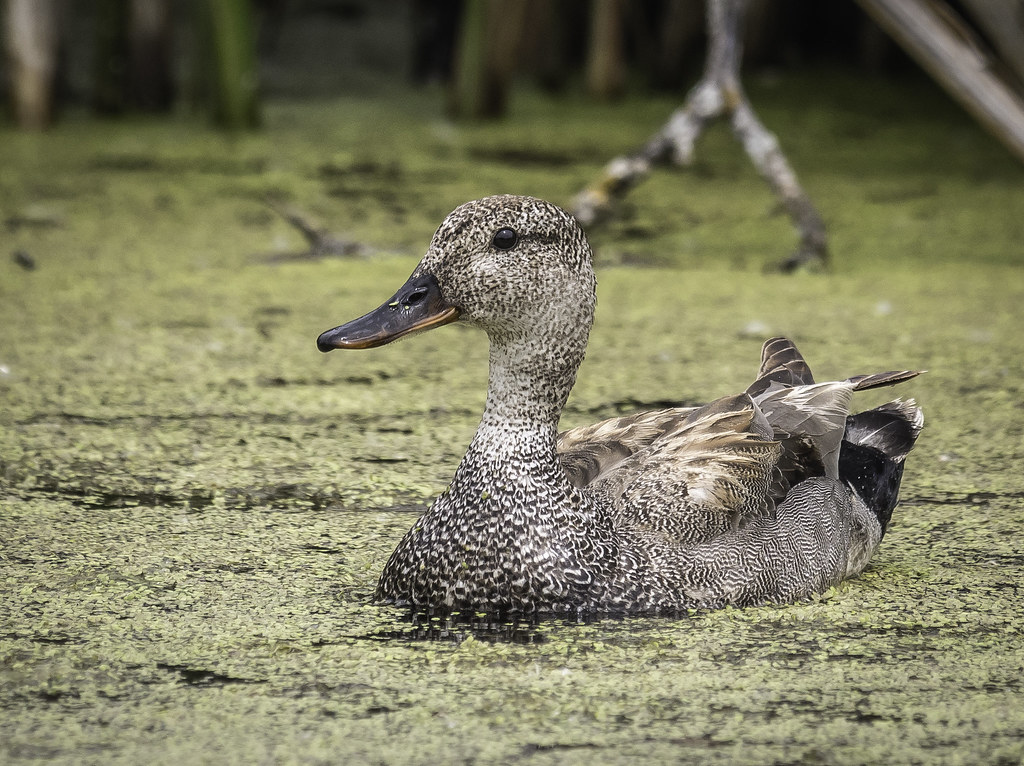 Scalawag Duck