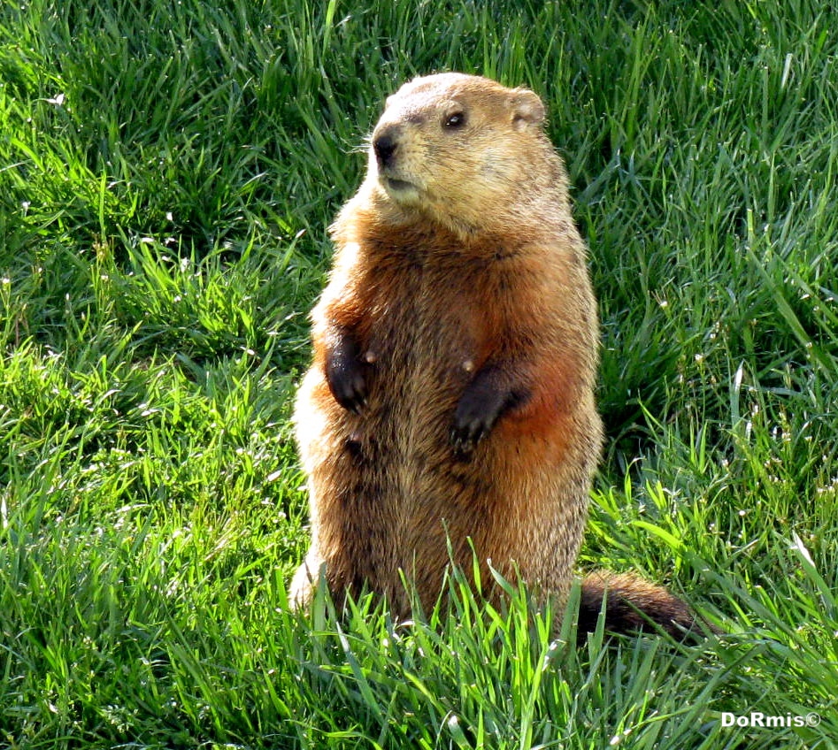 Secret Groundhog