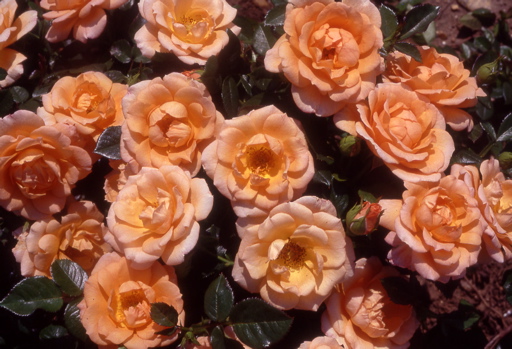 Shining Roses
