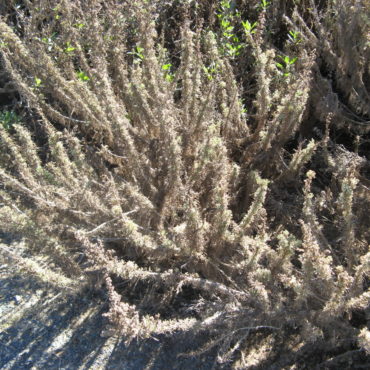Thin Sagebrush