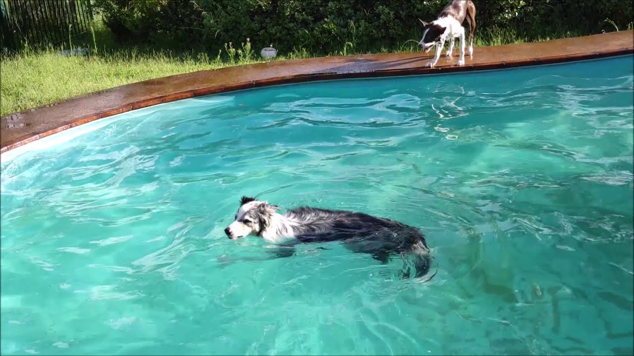 Wake Jaws